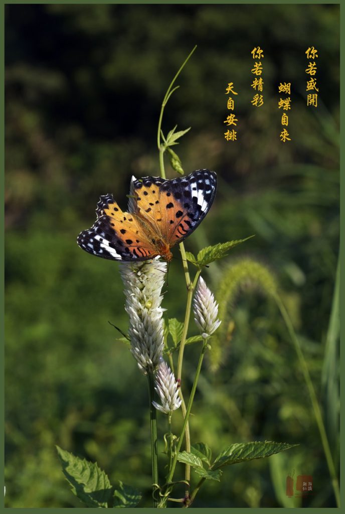 【视频】傍晚的九华山 霞光异彩 大美无限 生大欢喜心