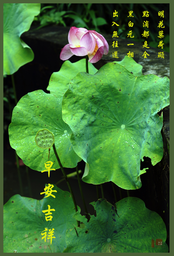 莲，花之君子者也
