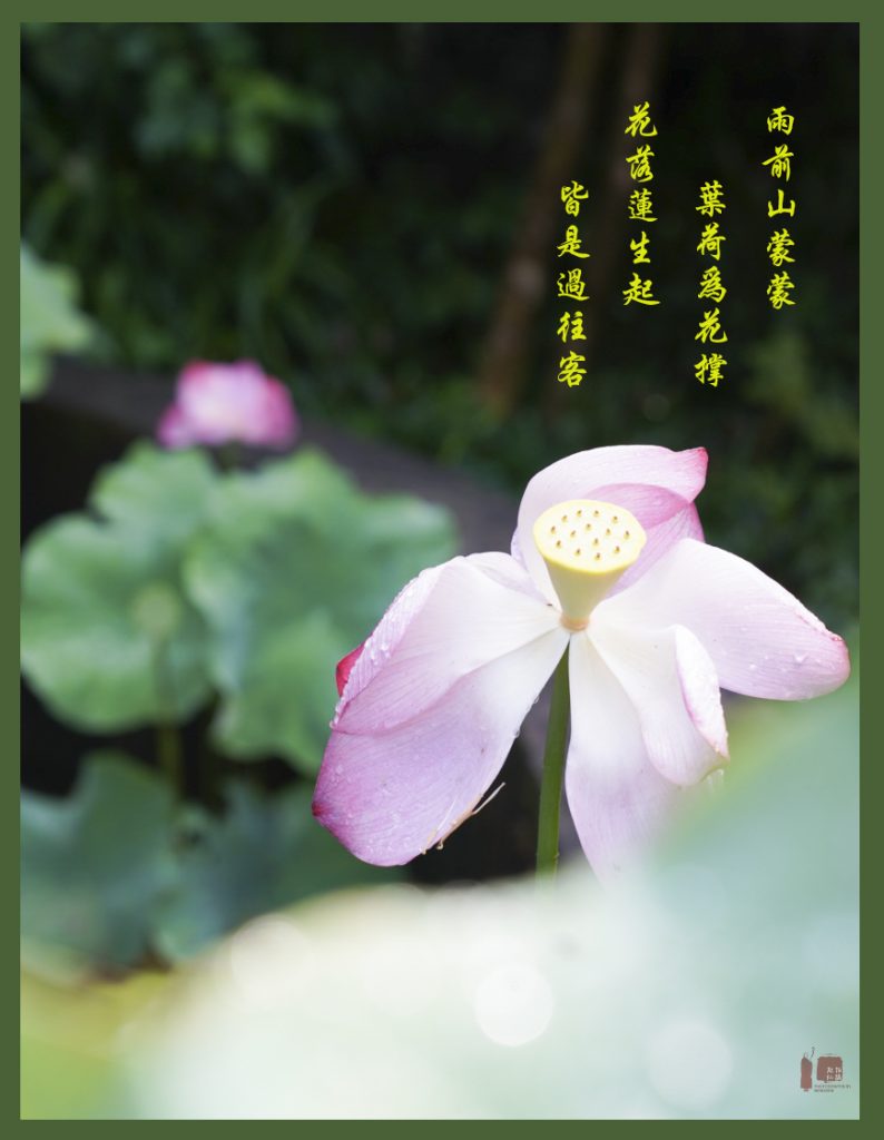 莲，花之君子者也