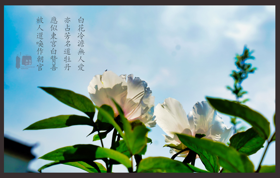 花之语，心之爱