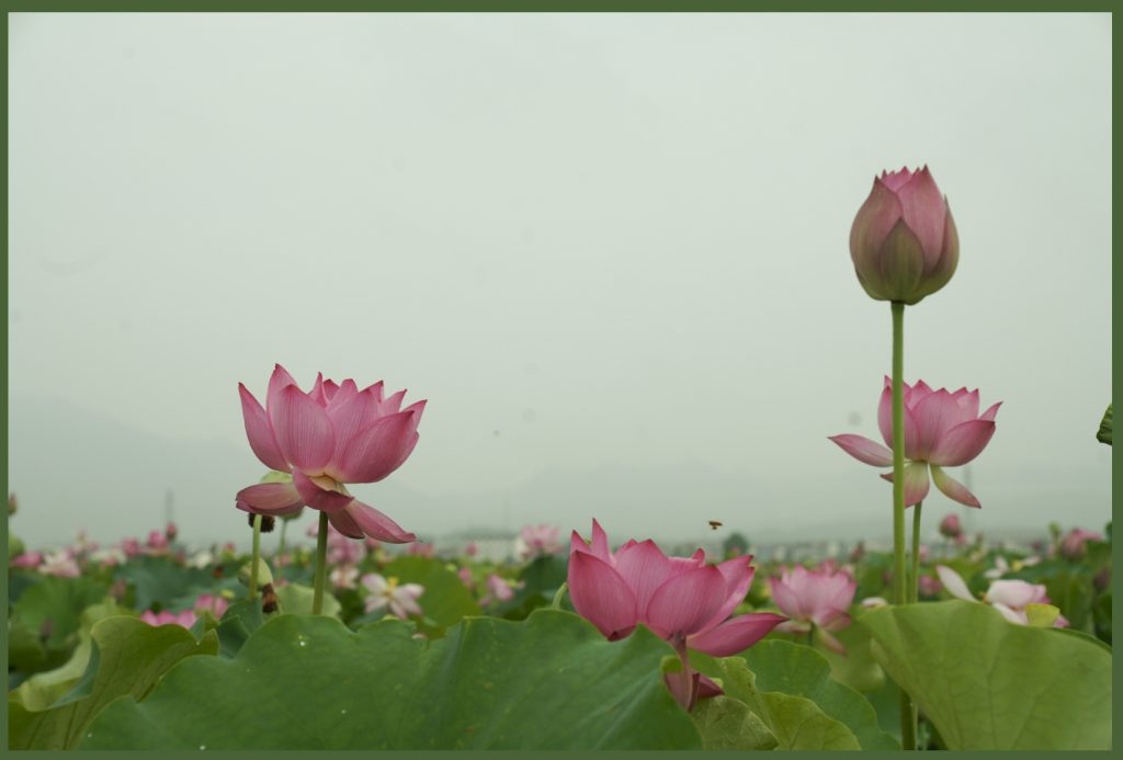 莲，花之君子者也