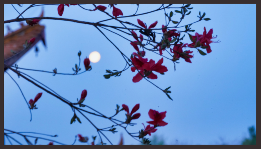 花之语，心之爱