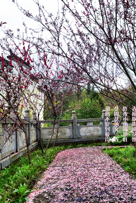 花之语，心之爱