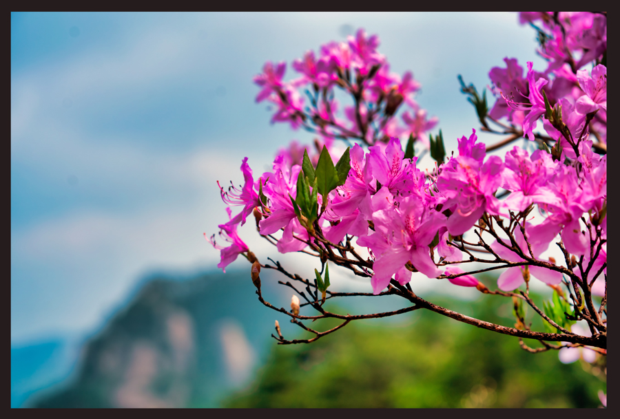 花之语，心之爱